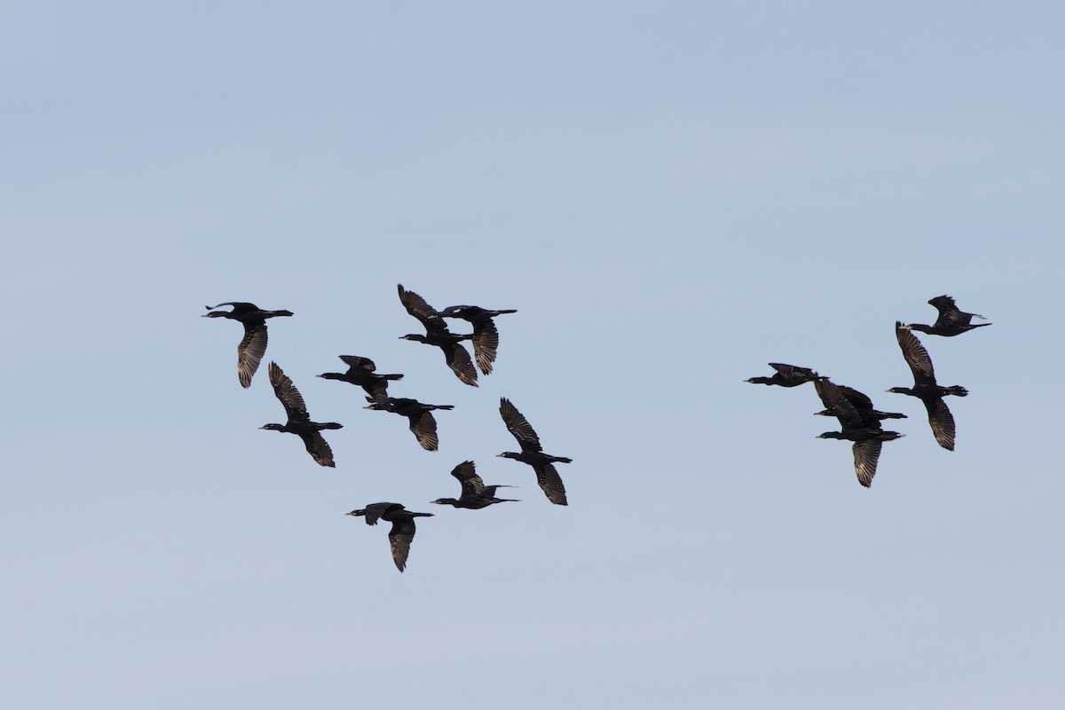 kormorán neotropický - ML646488861