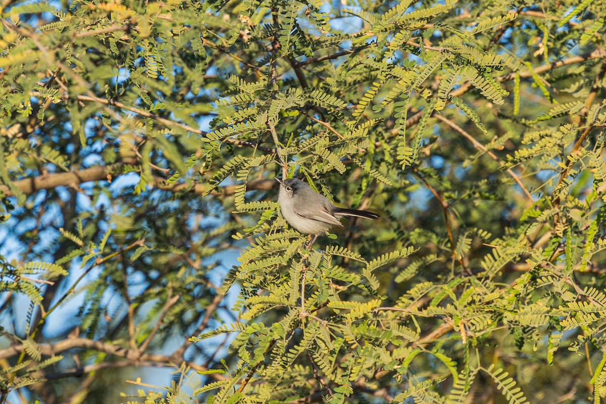 Black-tailed Gnatcatcher - ML646488869