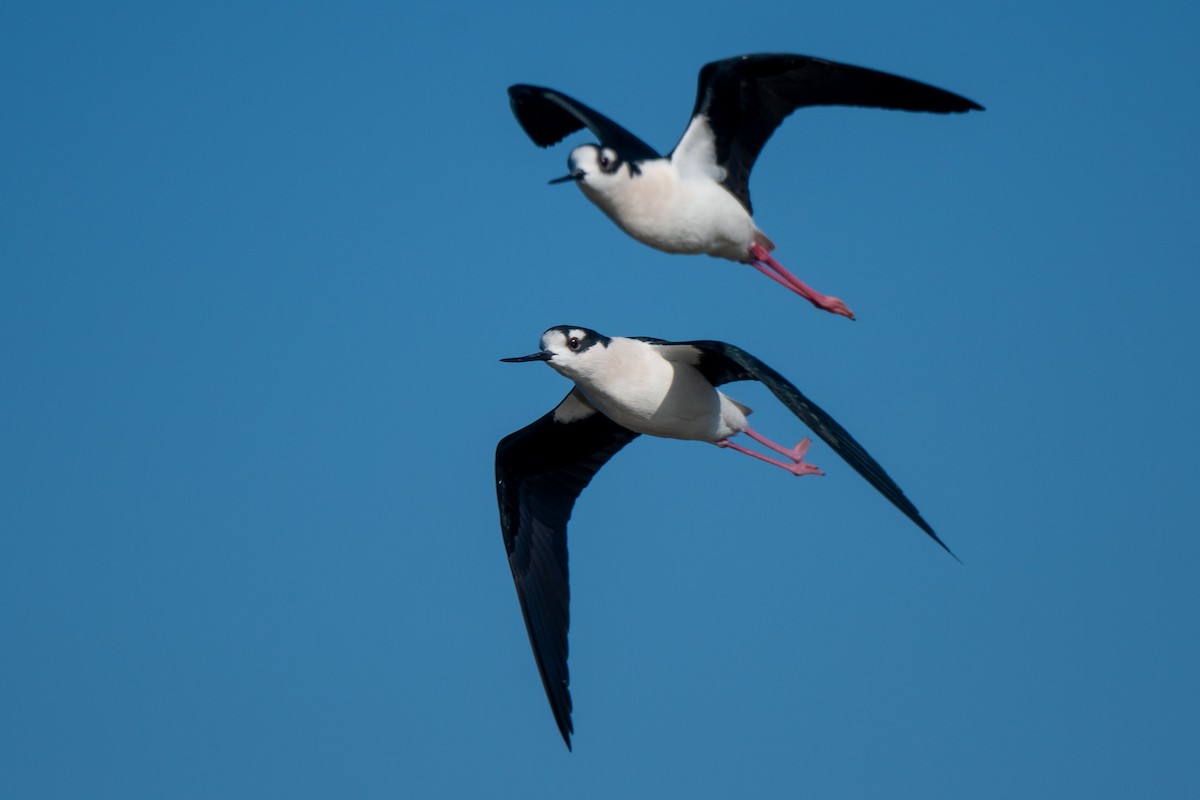 Black-necked Stilt - ML646488871