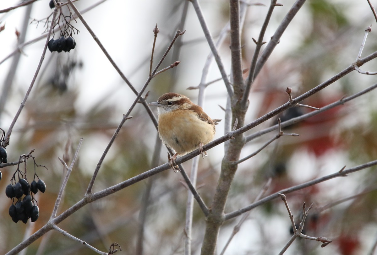 Troglodyte de Caroline - ML646488873