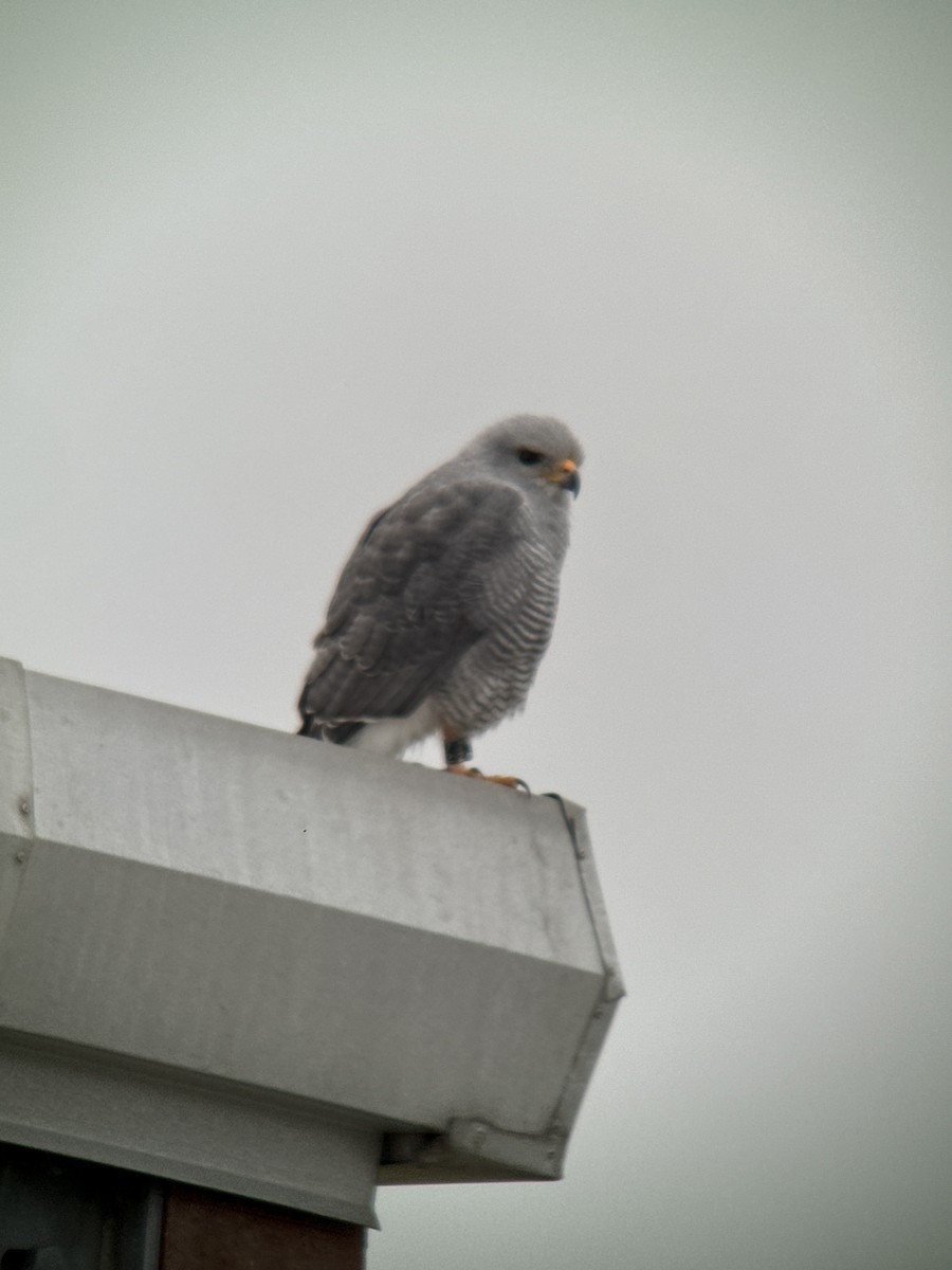 Gri Şahin - ML646488874