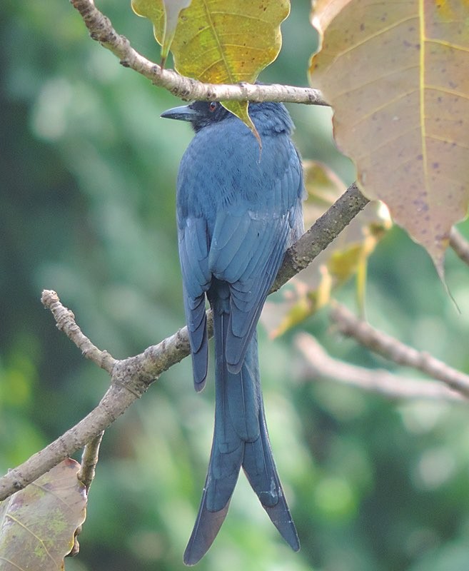 Ashy Drongo - ML646488878