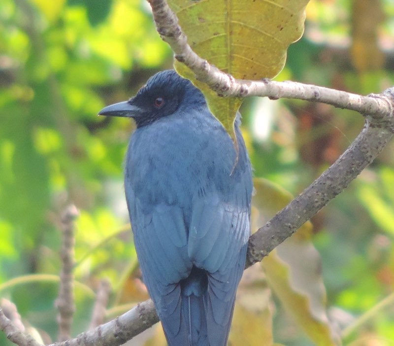 Ashy Drongo - ML646488879