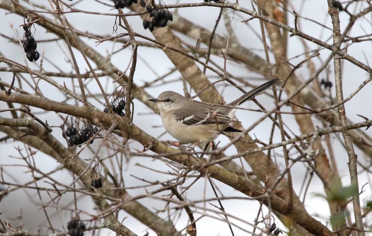 Moqueur polyglotte - ML646488880