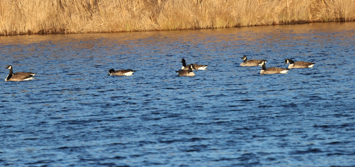 ברנטה קנדית - ML646488883
