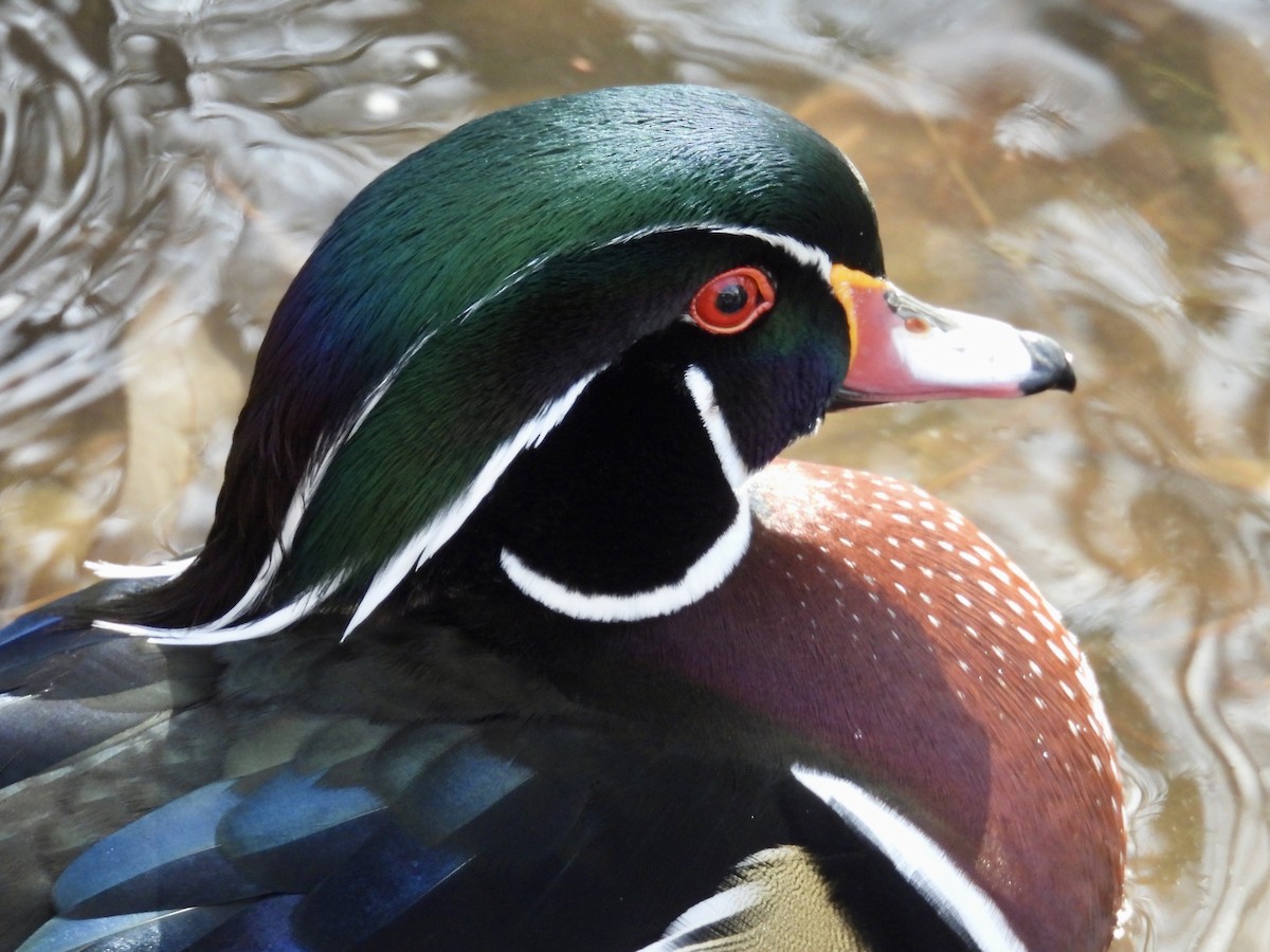 Wood Duck - ML646488886