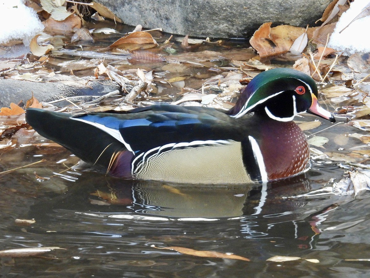 Wood Duck - ML646488887