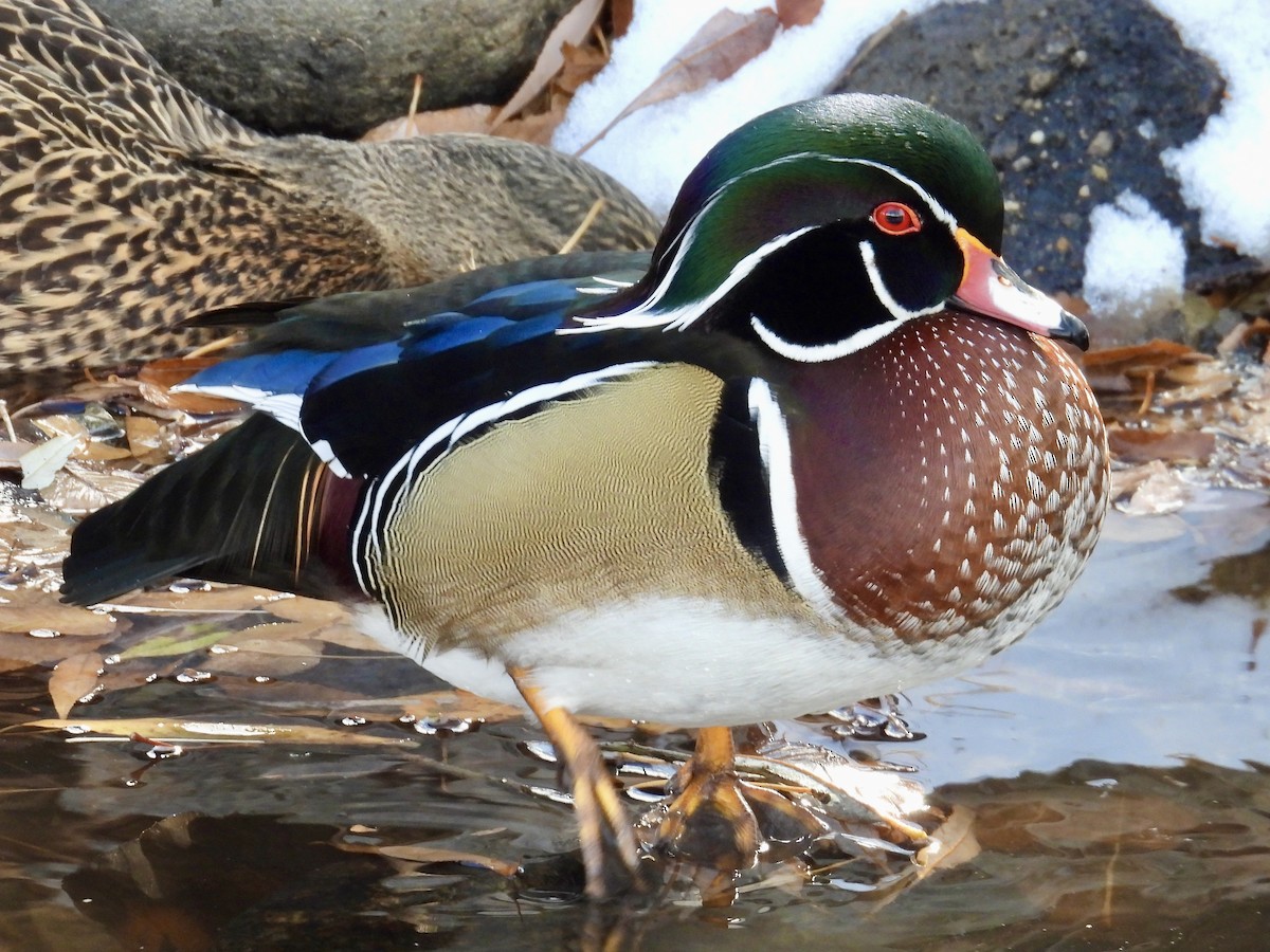 Wood Duck - ML646488888