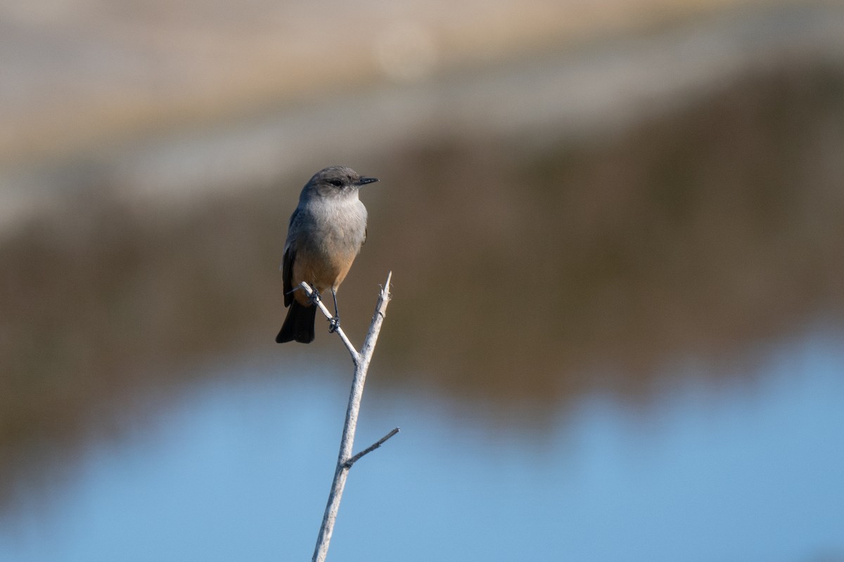 Say's Phoebe - ML646488890