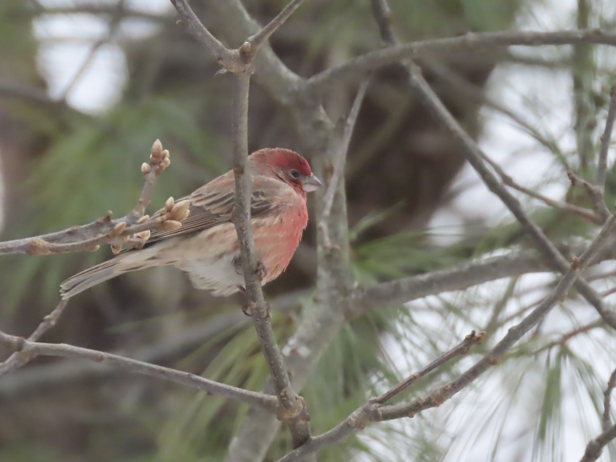 House Finch - ML646488891