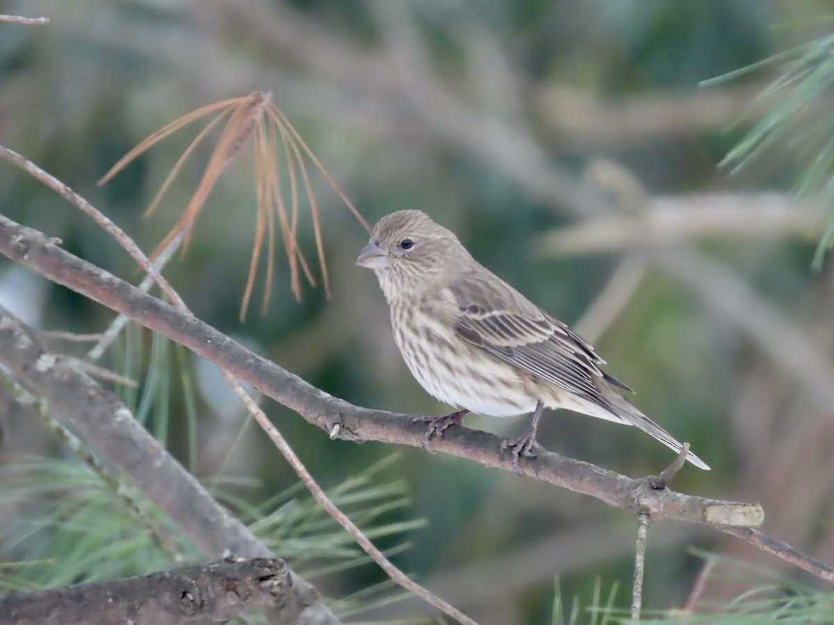 House Finch - ML646488892
