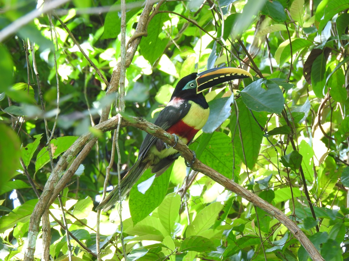 Chestnut-eared Aracari - ML646488897