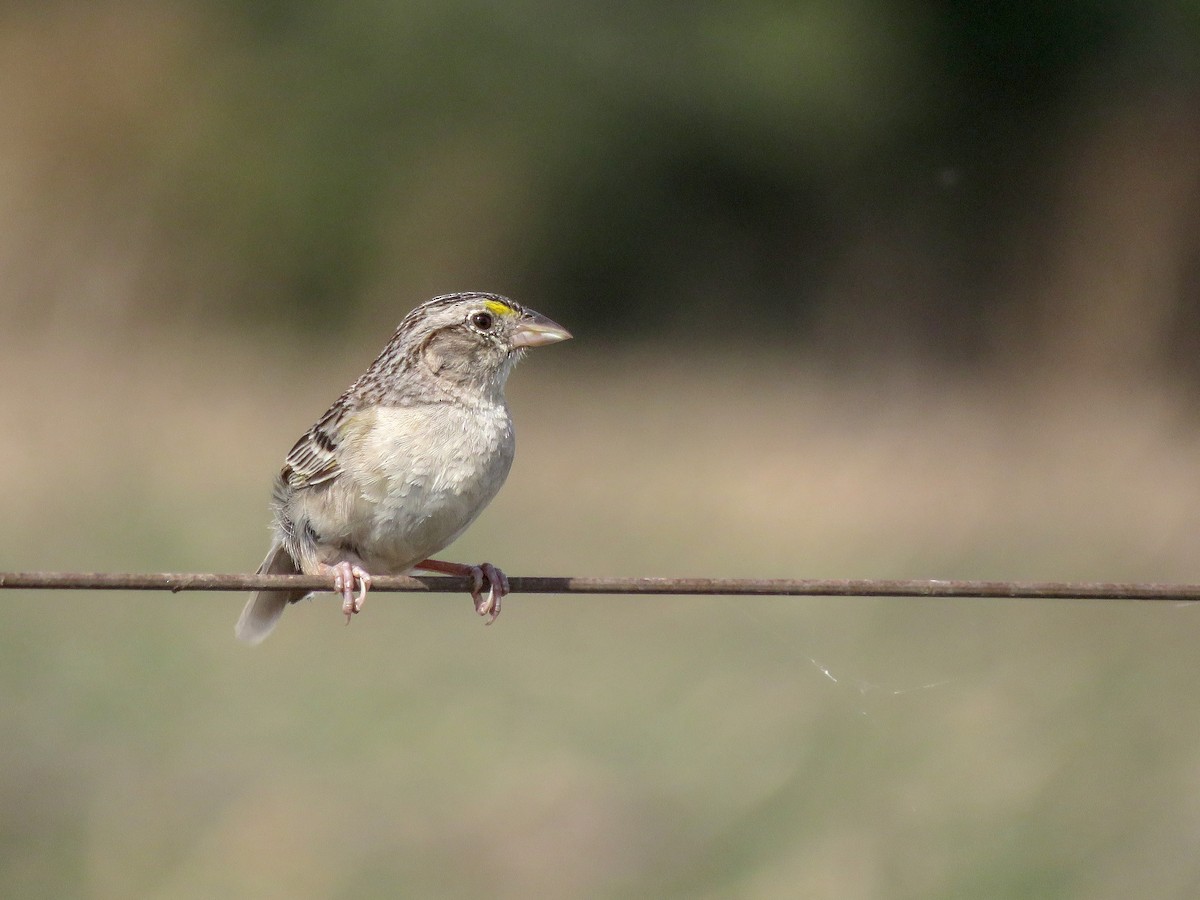 Grassland Sparrow - ML646488898