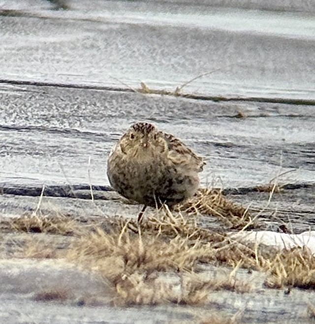 Chestnut-collared Longspur - ML646488899