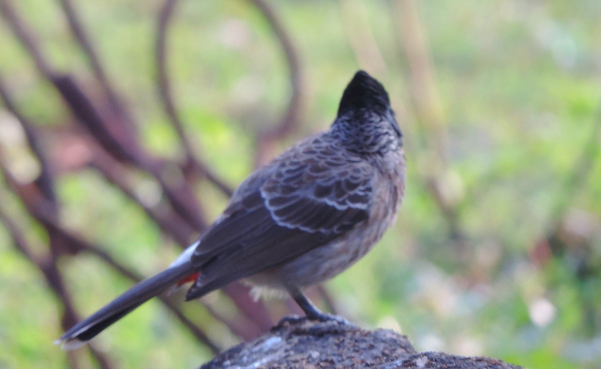Red-vented Bulbul - ML646488904
