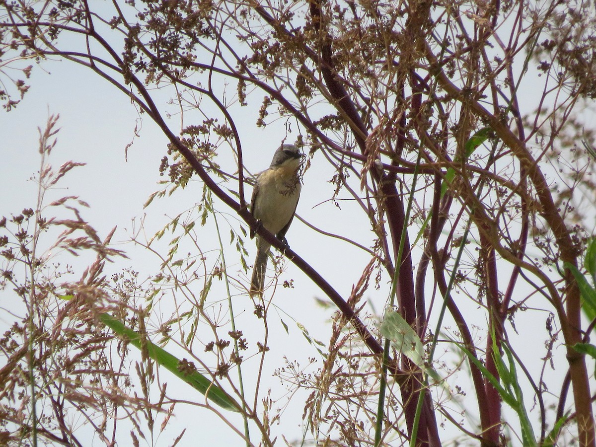 Long-tailed Reed Finch - ML646488905