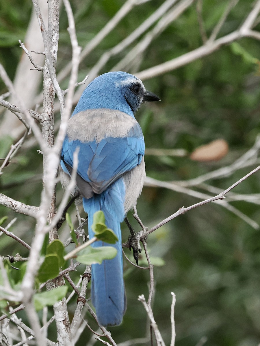 Florida Scrub-Jay - ML646488906