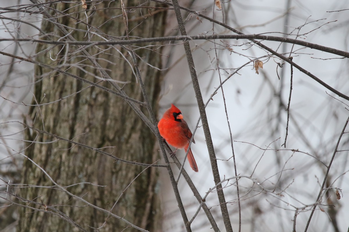 Cardinal rouge - ML646488907