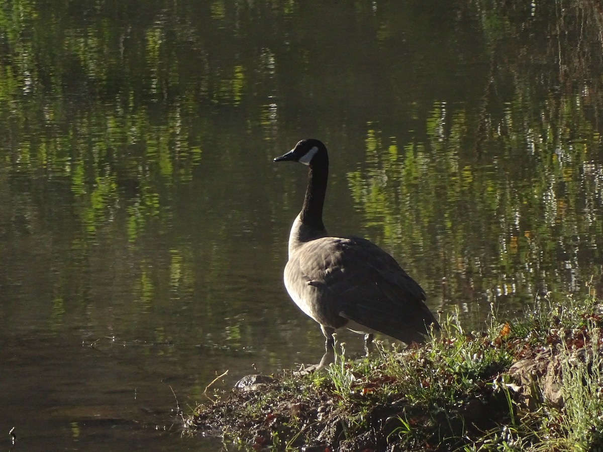 kanadagås - ML646488908