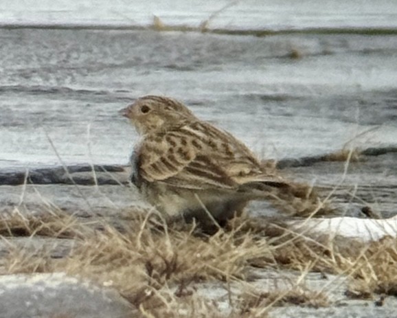 Chestnut-collared Longspur - ML646488909