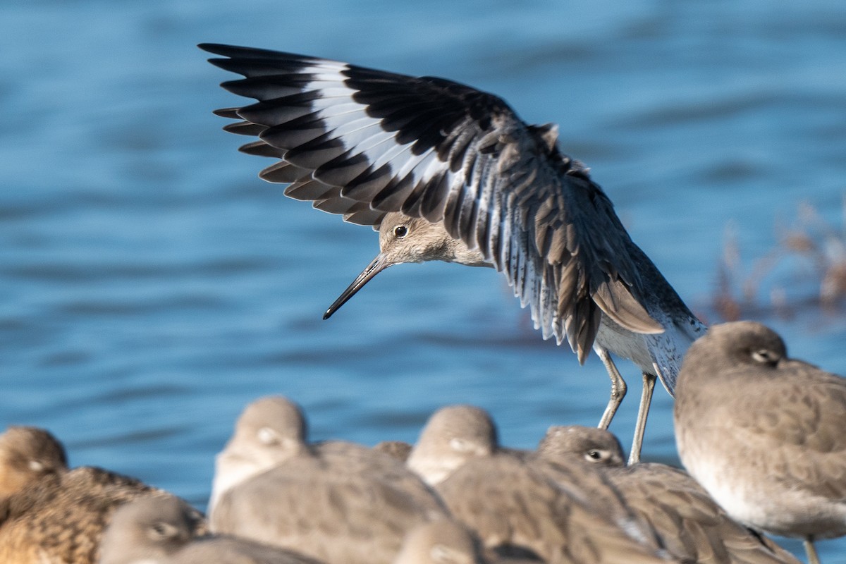 Piro piro semipalmato - ML646488910