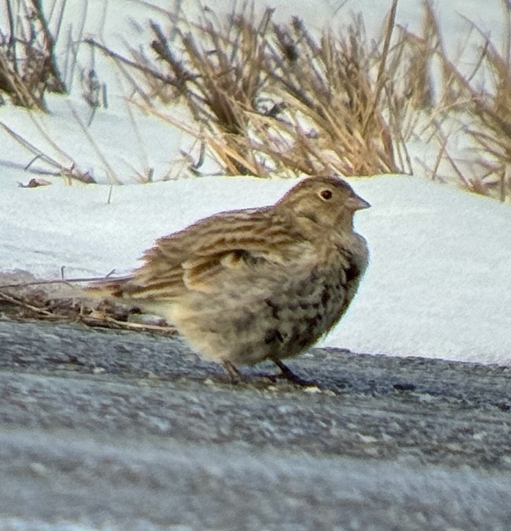 Chestnut-collared Longspur - ML646488915