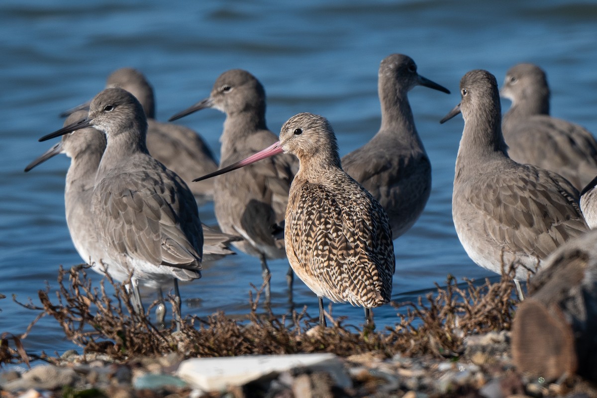Marbled Godwit - ML646488919