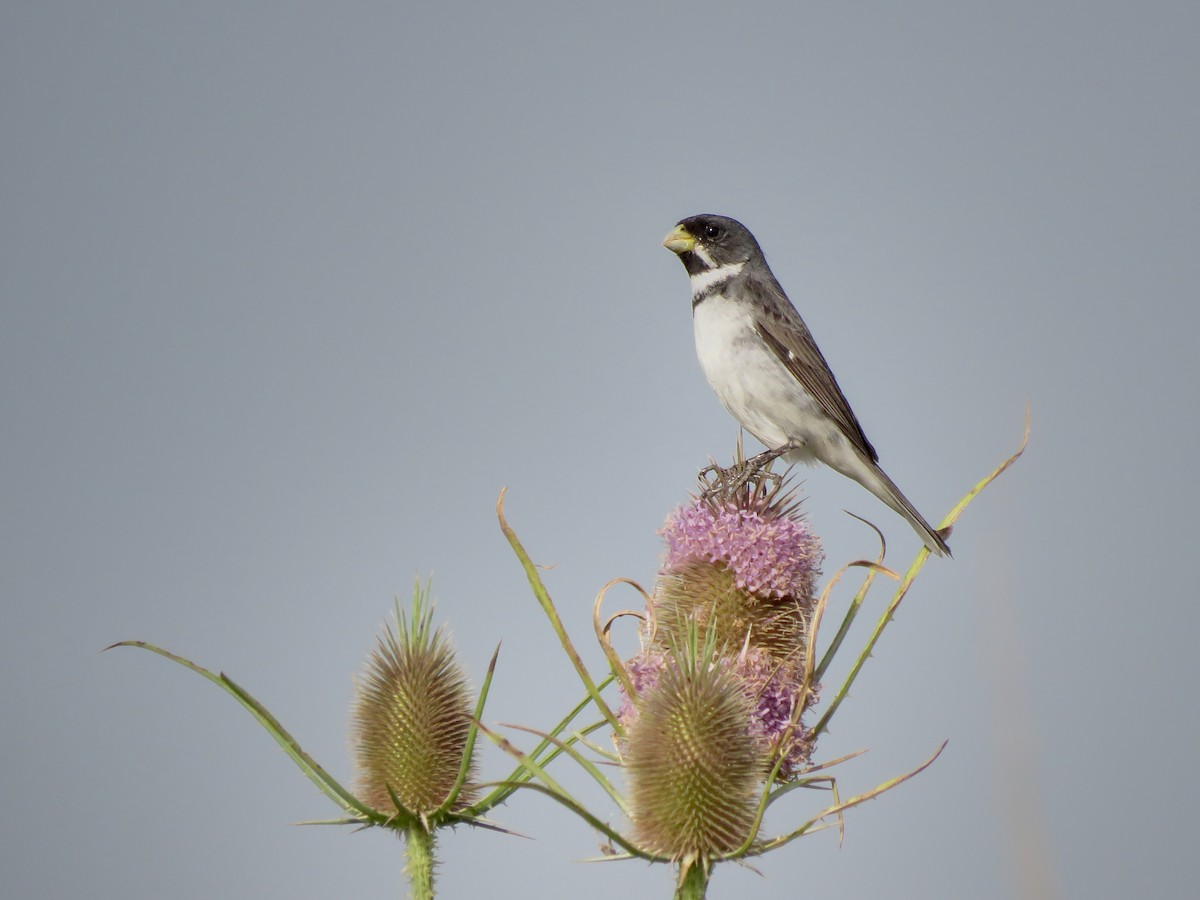 Double-collared Seedeater - ML646488920