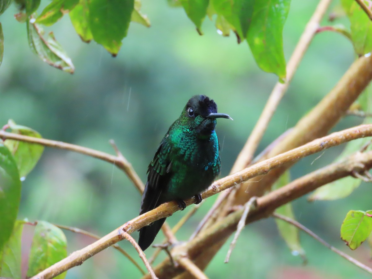 Violet-fronted Brilliant - ML646488921