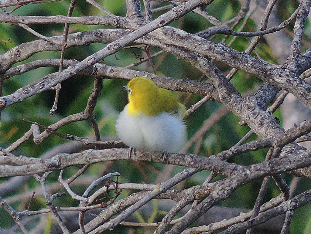 Indian White-eye - ML646488924