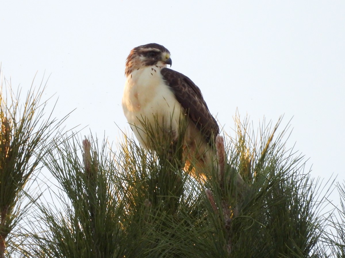 káně krátkoocasá - ML646488930