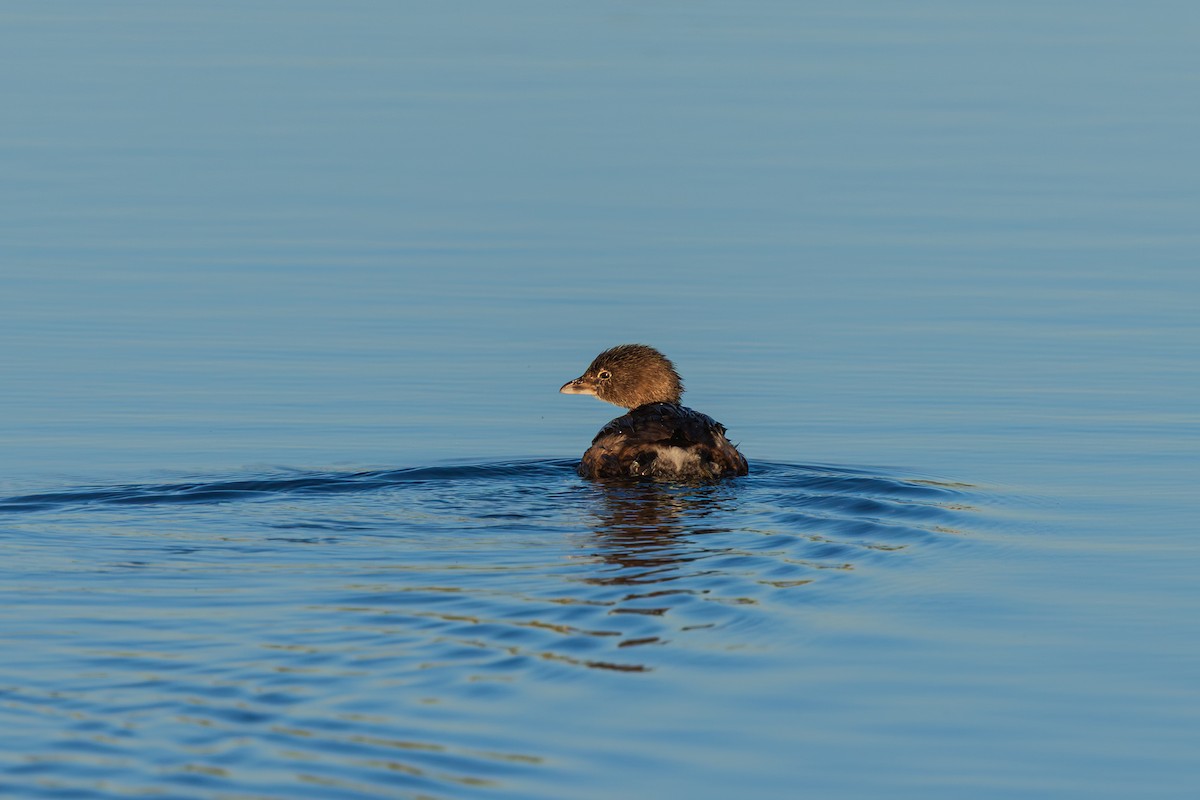 Pied-billed Grebe - ML646488933