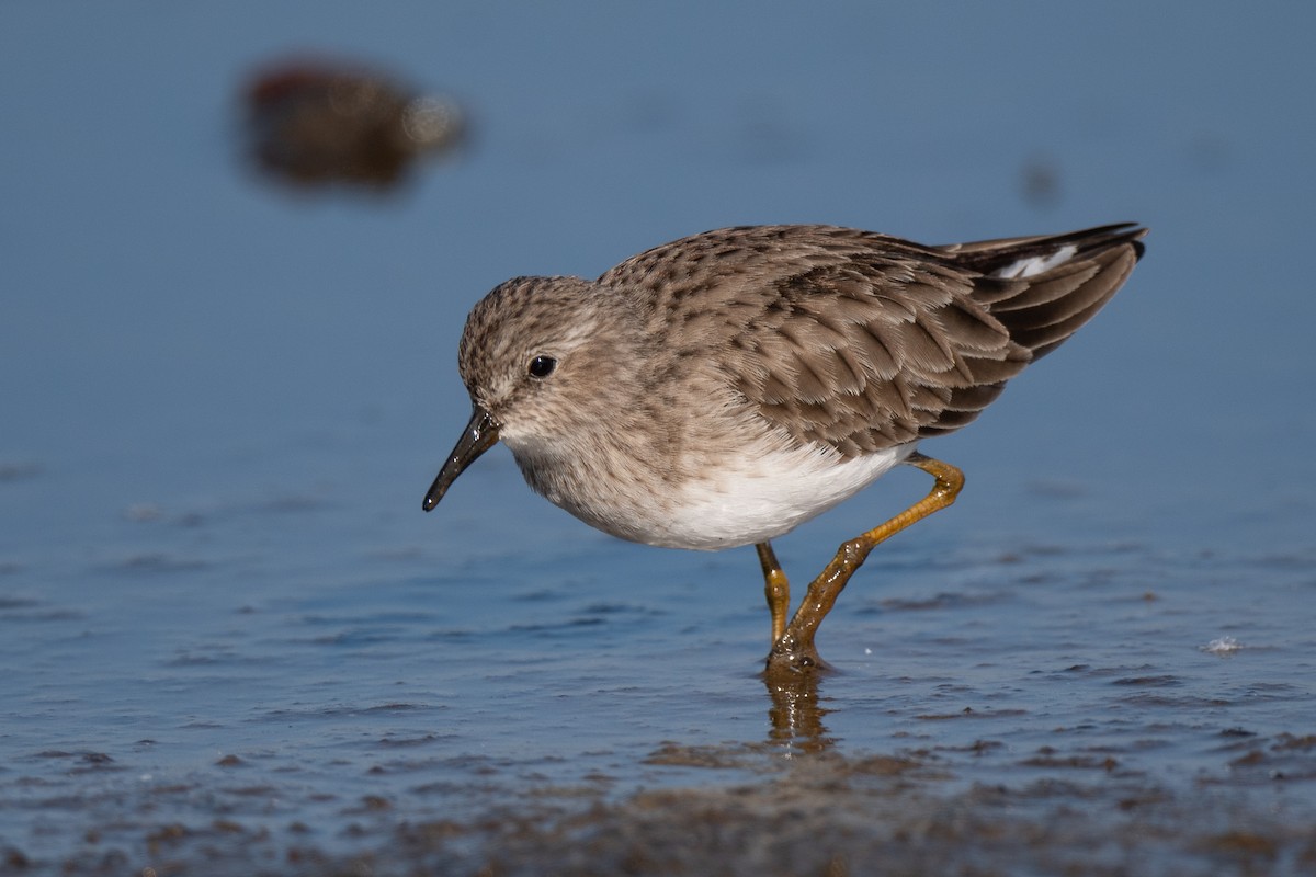 Gambecchio americano - ML646488938