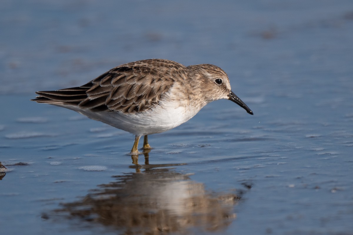 Gambecchio americano - ML646488939