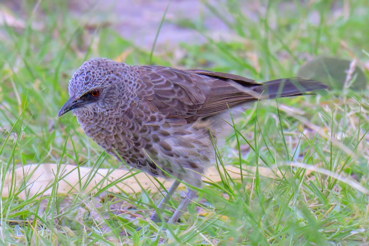 アンゴラヤブチメドリ - ML646488946