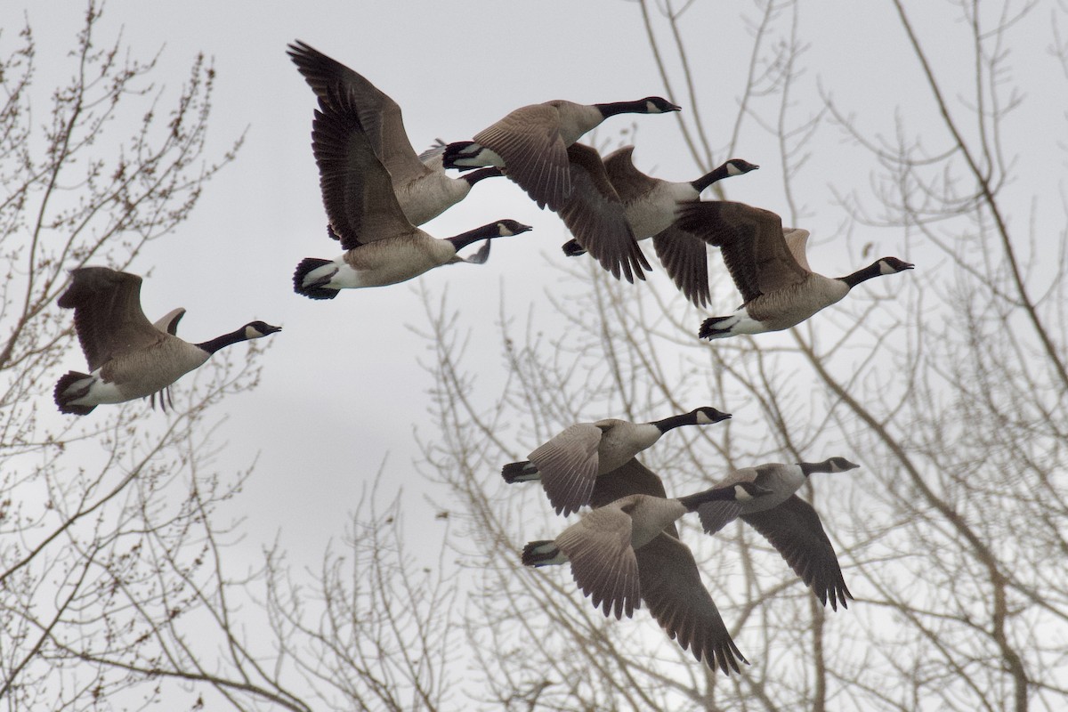 kanadagås - ML646488947