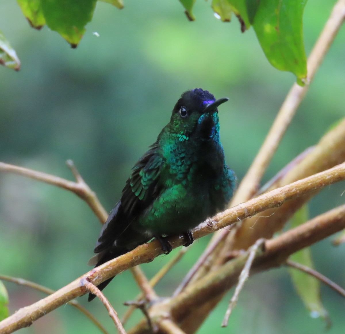 Violet-fronted Brilliant - ML646488948