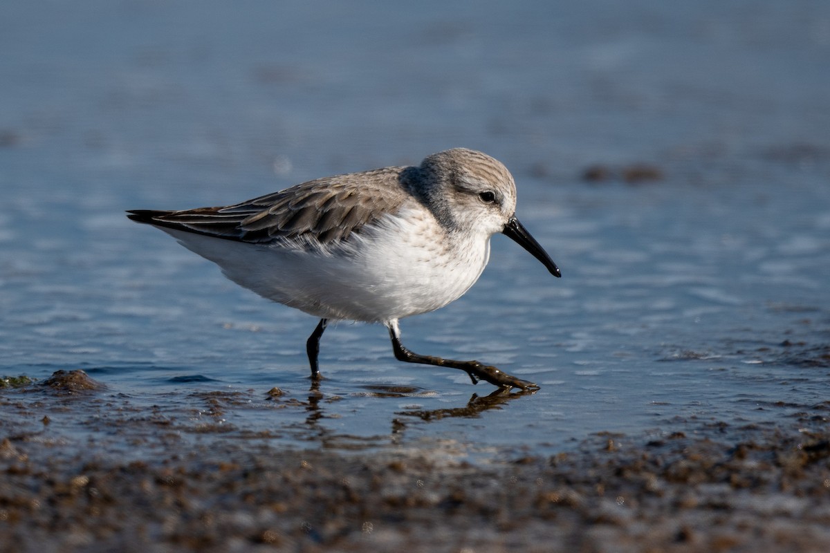 Gambecchio dell'Alaska - ML646488950