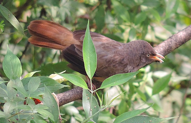 Jungle Babbler - ML646488951