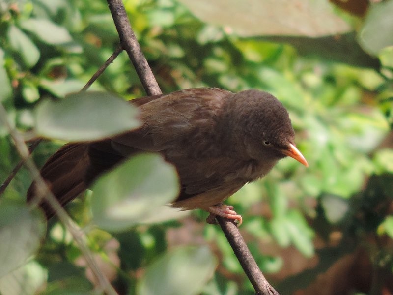 Jungle Babbler - ML646488952