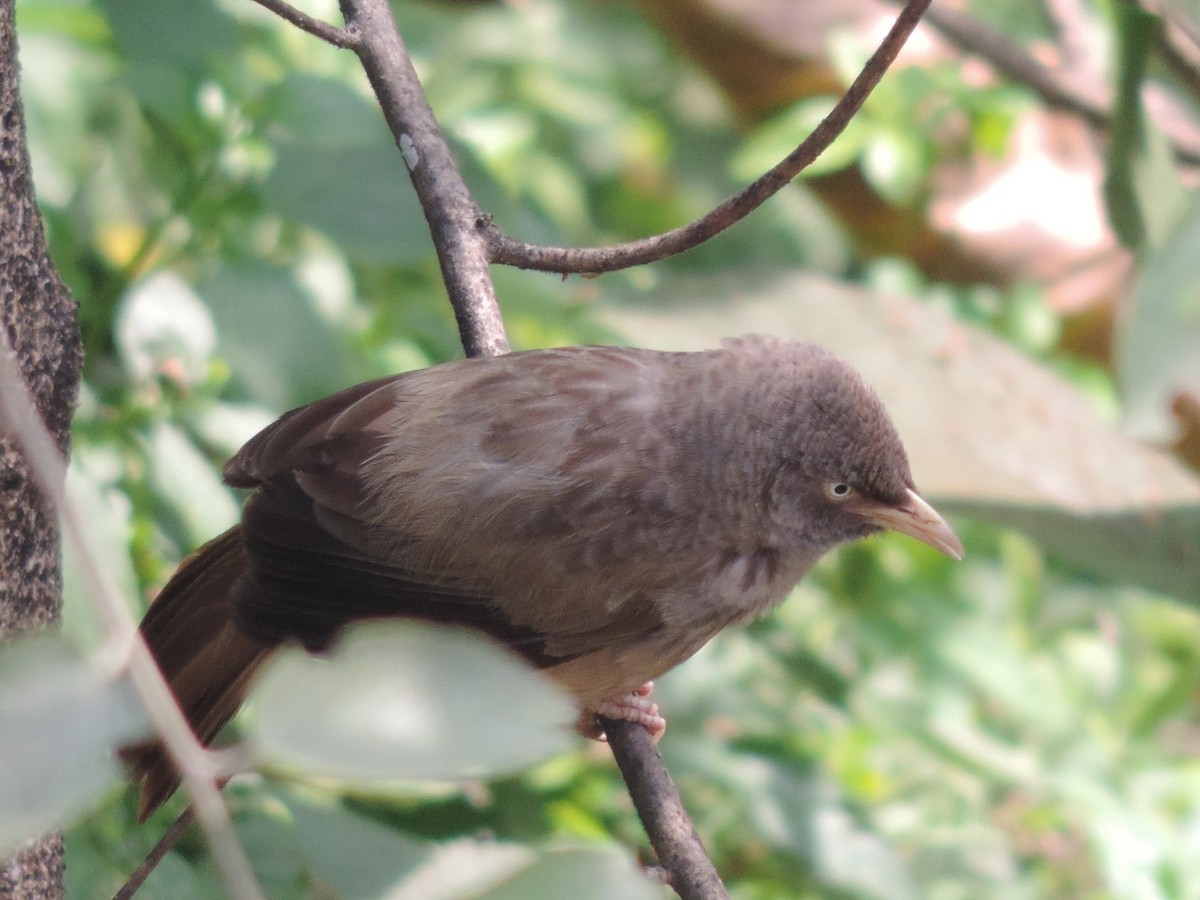 Jungle Babbler - ML646488953