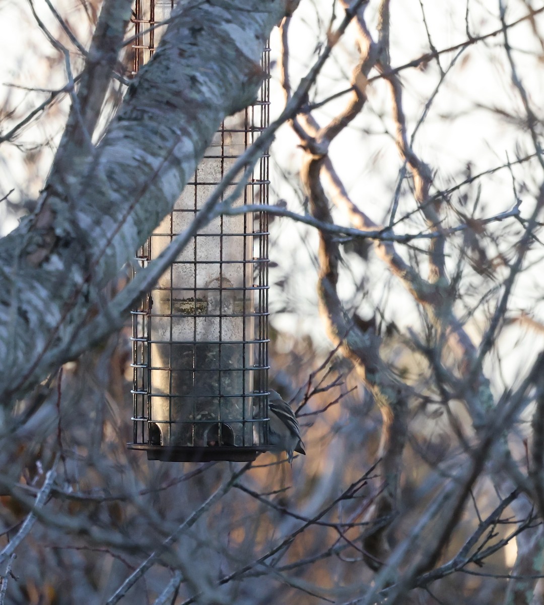 American Goldfinch - ML646488956