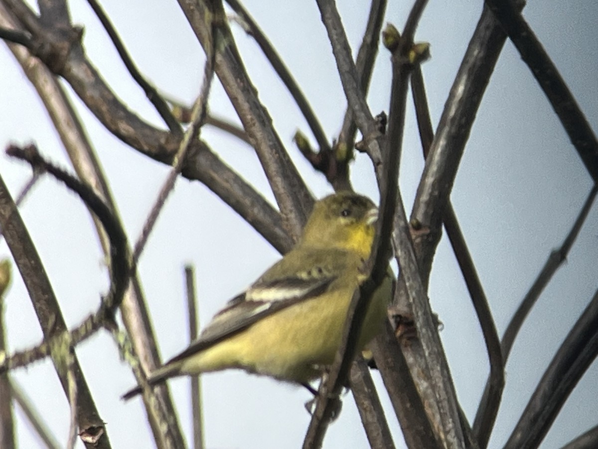 Lesser Goldfinch - ML646488957