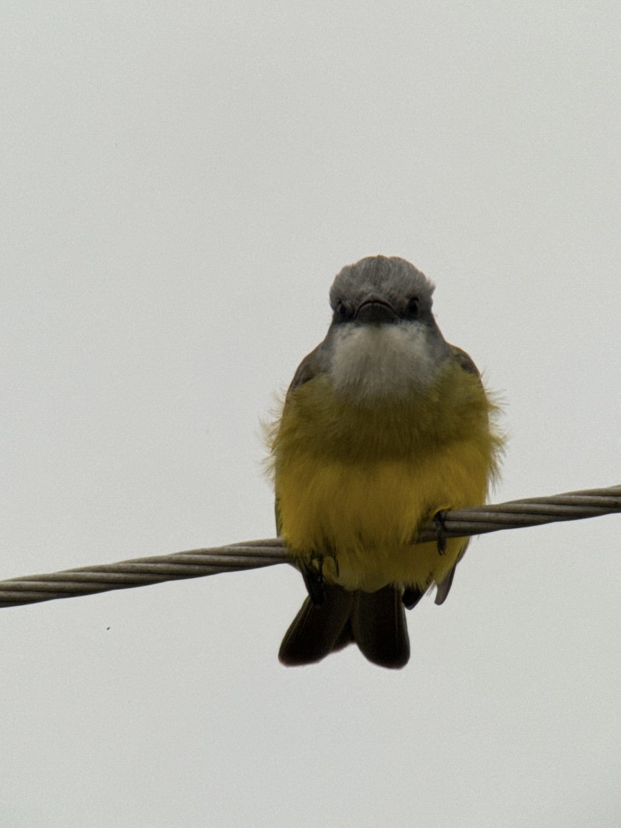 Tropikal Tiran - ML646488958