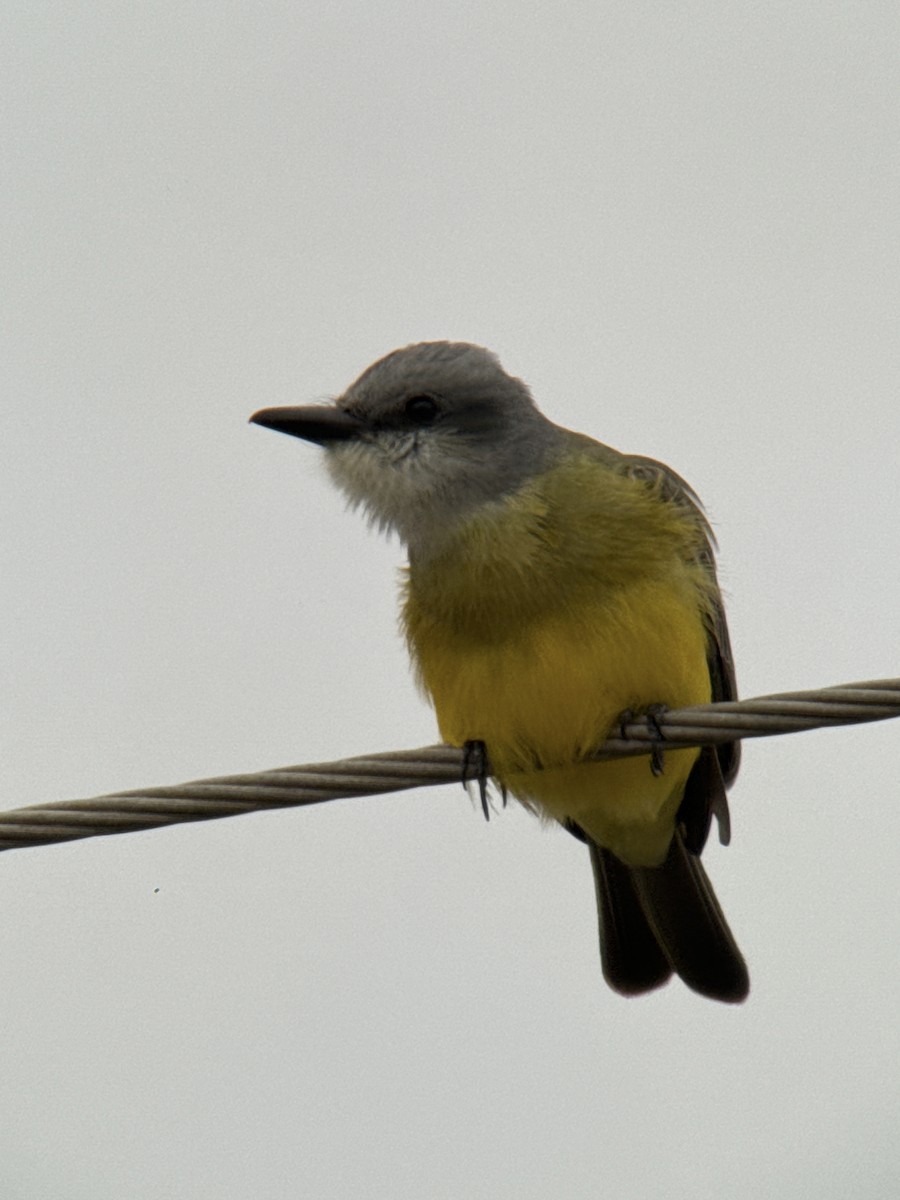 Tropikal Tiran - ML646488959