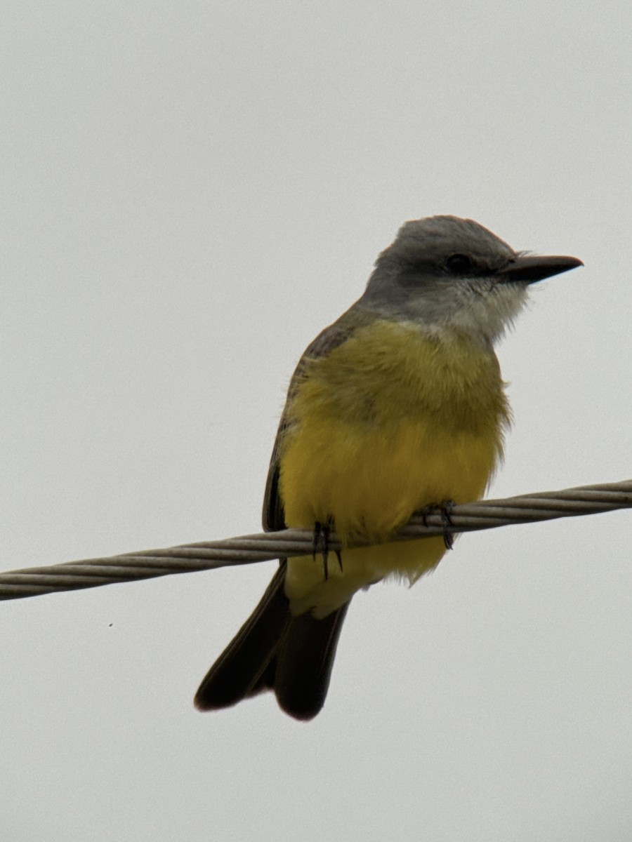 Tropikal Tiran - ML646488960