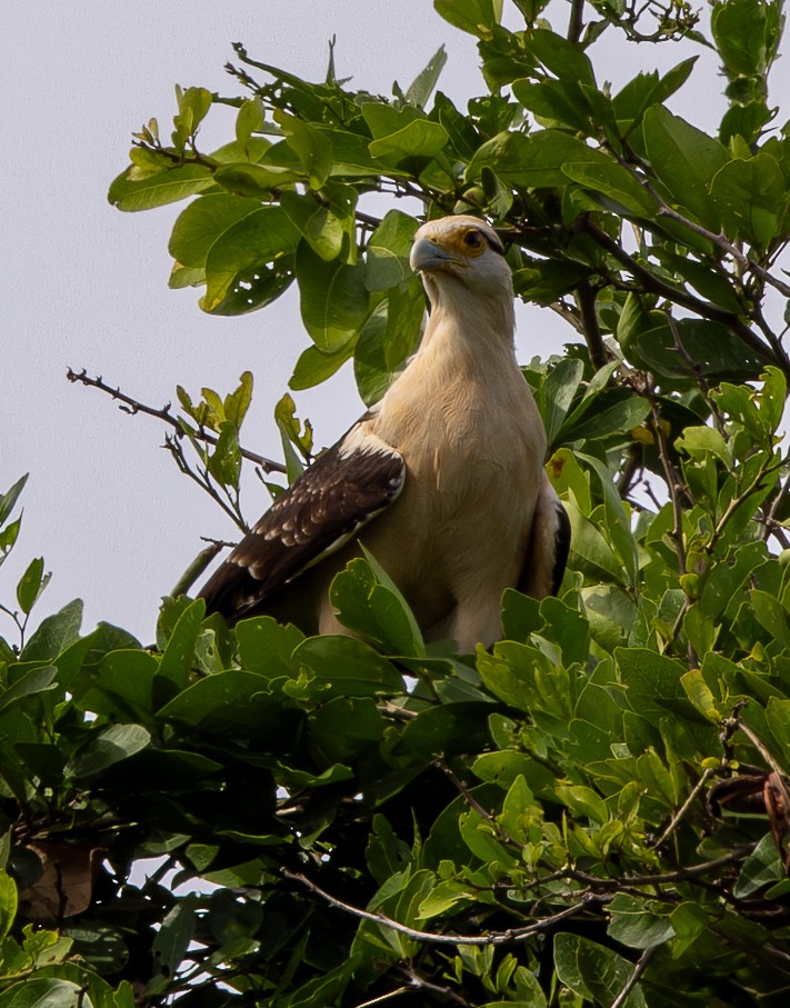 Yellow-headed Caracara - ML646488965