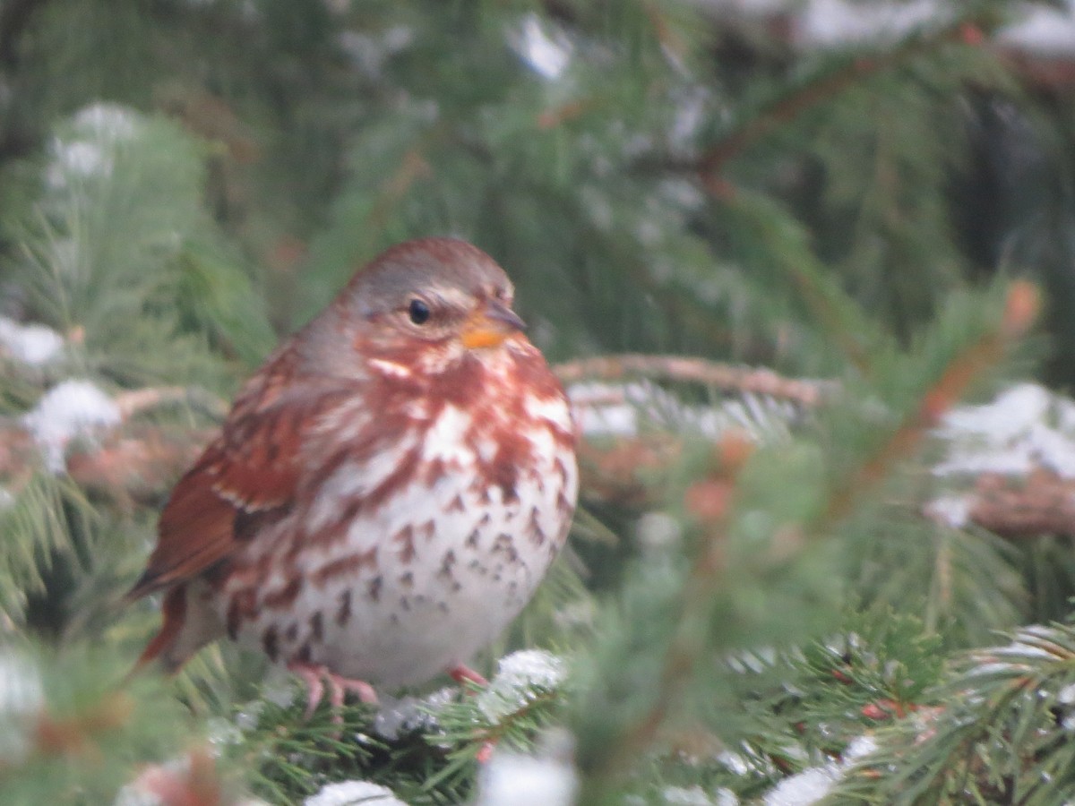 Fox Sparrow - ML646488966