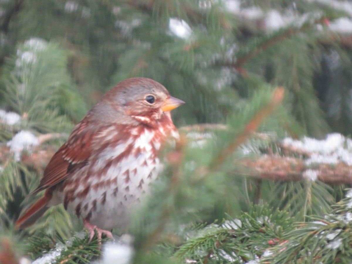 Fox Sparrow - ML646488967