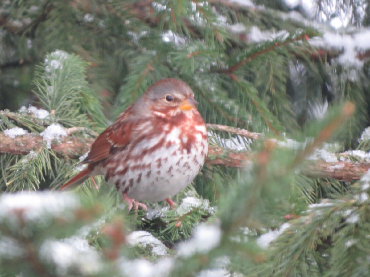 Fox Sparrow - ML646488968